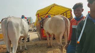 పెబ్బేరు సంతలో 6 పళ్ళ కోడెలను కొన్న కర్ణాటక రైతులు Oxen prices in Pebbair market ‎@purnafarms 