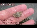 海藻が大量に生える干潟でガサガサしてみた　