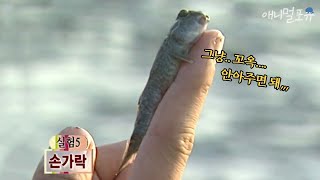 망둥어는 어떤 곳에도 잘 붙어있을 수 있다?? 대박.. l KBS 스펀지 051029 방송