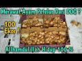 100 Ekor Ayam Petelur Dari Doc Hidup 100 %