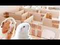 Guinea Pig Maze! | who finds the exit?