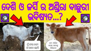 ଦେଶି ଗୀର ଓ ଜର୍ସି ବାଛୁରୀ ମାନଙ୍କ ଭବିଷ୍ୟତ କଣ // ଦେଶି ଓ ବିଦେଶୀ ଗାଈ ମାନଙ୍କ ମଧ୍ୟରେ ପର୍ଥକ୍ୟ କଣ // BGSSSPS