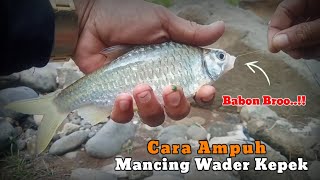 Mancing Wader Kepek Pake Umpan Lumut_hasilnya babon semua #mancing #mancingmania