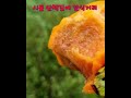 시골 산책길에 간식거리 snacks on country walks