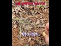 시골 산책길에 간식거리 snacks on country walks