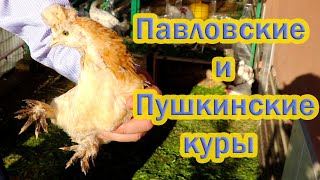 Пушкинские и павловские куры. Цыплятам 45  дней.