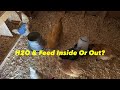 Should You Keep Chicken Feed/Water Inside the Coop?