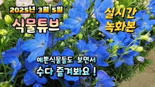 2025년 3월 5일  예쁜식물들 보면서  랜선으로  수다즐겨봐요. #양재꽃시장 #식물튜브 #식물아빠