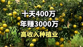 侗族姑娘的酸甜财富，十天400万，年赚3000万，她是怎么做到的？