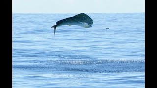 Dolphinfish Research Program Expansion to Costa Rica