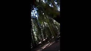 Two Giant Sequoias Falling