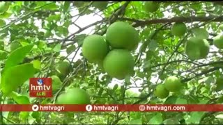 Bathai చీనీ సాగు   farming in kadapa dist