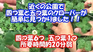 四つ葉のクローバ探し！なんと五つ葉も短時間で発見？？