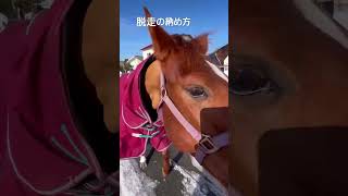 脱走の納め方🐴 #horse #馬 #かわいい #馬とともに #equestrian