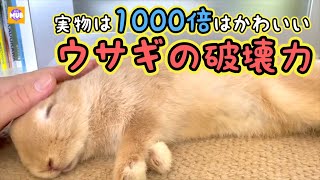 実際のウサギはキャラクターグッズより1000倍はかわいいwあらためて評価されてもいいと思うレベルEP454