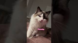 So squeaky 😍 #meows #cat #catvideos