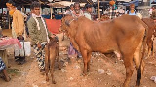 January 31, 2025 || গাভী বাছুর সহ দাম দর || নওগাঁর চৌবাড়িয়া হাট || Cow Price Today In naogaon