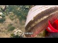 【合集】海灘上巨大比目魚擱淺，牛牛看見趕緊跑過來撿，一條就好幾百！【牛牛趕海海鮮】