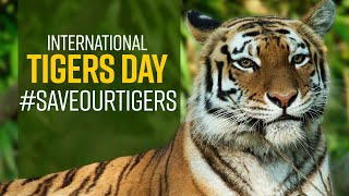 International Tiger Day 2021: Know all about Tigers in India | History And Significance