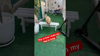 My dog jack how to train my dog to jump #dogplaying #labradortraining #viral #trending