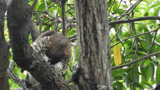 20230614 東寧運動公園鳳頭蒼鷹 - 巢外挖肚臍的母鳳頭