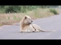 Rare Sighting of Casper the White Lion