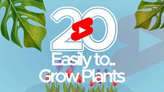 20 Easily to grow plants at home garden.