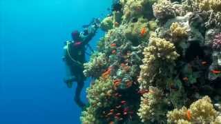 SCUBA Diving Egypt Red Sea - Underwater  HD