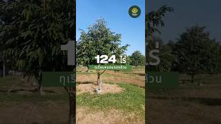 หมอนทองล้วน 124 ไร่💯 ทำเลนี้ต่อยอดได้อีกมากมาย🌳💰#ขายที่ดิน #สวนทุเรียน #ทำเลดี #อสังหาริมทรัพย์