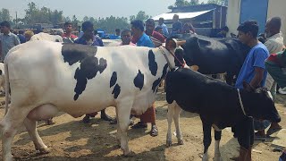 @আজ ২৪ ফেব্রুয়ারি ২৫ | বাচ্চাসহ ফ্রিজিয়ান গাভী গরুর দাম | রানীগঞ্জ হাট | দিনাজপুর