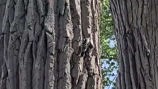 A Downy woodpecker seen near the Châteauguay River in Châteauguay, Quebec + a rooster is heard! 🐓