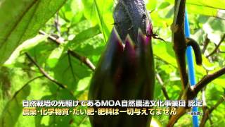 自然栽培野菜セット