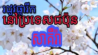 ផ្កាសាគឺរានៅប្រទេសជប៉ុន ​#sakura