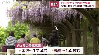 全長３００ｍが満開！白山市でフジの花が見頃