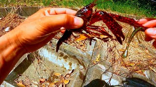 [水中映像]大量発生していたアメリカザリガニをワームで釣ってみた。　crayfish fishing underwater video