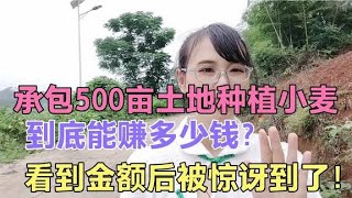 承包500亩地种小麦可挣多少钱？公开披露真实收入，听完别不信