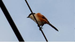 棕背伯勞-1 ( Long-tailed Shrike )