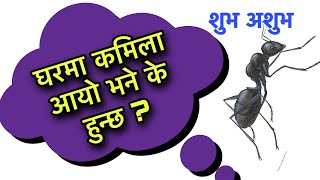 घरमा कमिला आयो भने के हुन्छ ? Ant Luck unluck