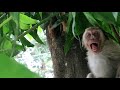 anak monyet makan serangga baby monkey eat insects