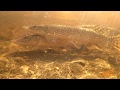 Spawning Northern Pike 4K Underwater Footage Part 2