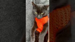 Carrot Set Kitty Winter Collection #animals #animals #cat #cats# shorts