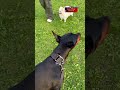 Шпицы зверюги собака доберман доберманы dobermann топ doberman прикол шпиц