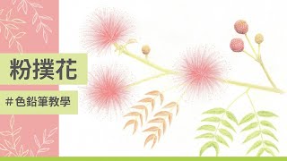 色鉛筆畫粉撲花｜簡易版｜適合初學者