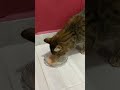 kedİn malt yemİyorsa bu vİdeoyu İzle kediler kedi keditüyü kediseverler