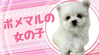 ハーフ犬・ポメマルの子犬　（和歌山）