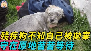 眼瞎小狗不知自己被主人拋棄，守在原地苦苦等待，被救時不哭不鬧乖得讓人心疼#救助 #愛心 #暖心 #流浪狗 #正能量 #狗狗