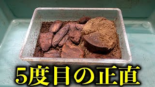 ３年間1度も成功していない中国産のコクワガタの産卵セットをひっくり返した結果