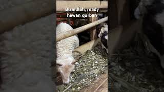 Bismillah, ready hewan domba dan kambing wilayah bogor