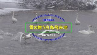 『川島町・雪の舞う白鳥飛来地』2023年2月10日