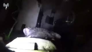 Dog from the Oketz K-9 commando unit searching a terror tunnel in Gaza